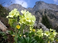 Alp Rohr_Hoehenweg_Chueweid 25 04 2010 (133)